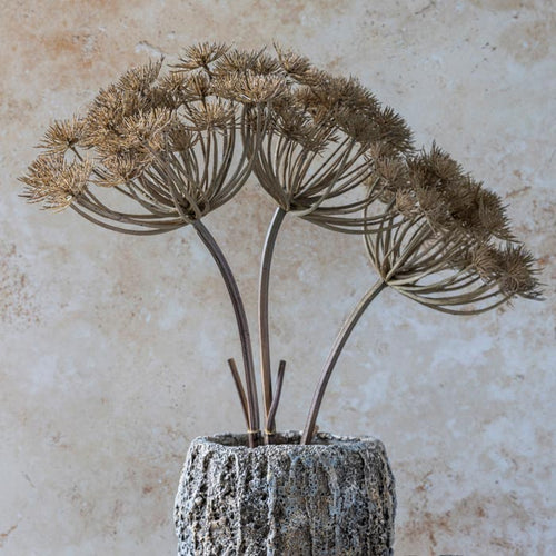 Faux Wild Angelica