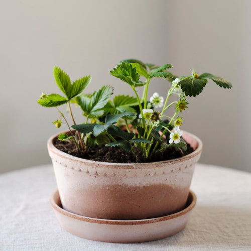 Helena Pot & Saucer, Rosa