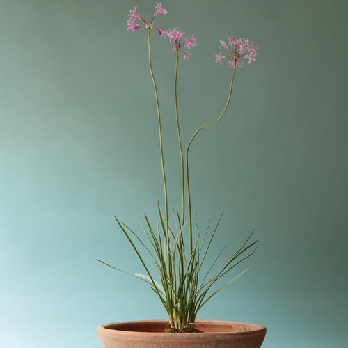 Ada Bowl & Saucer, Rosa