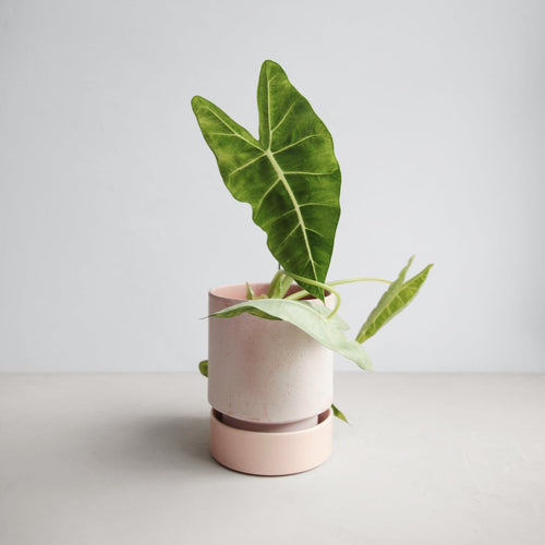 alocasia frydek medium houseplant in bergs planter