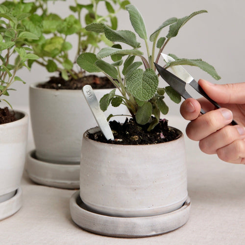 Garden snips. Snip herbs and flowers. Pruning snips. 