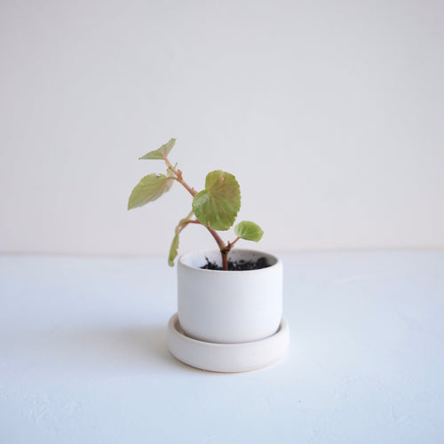 Ceramic planter. propagation planter